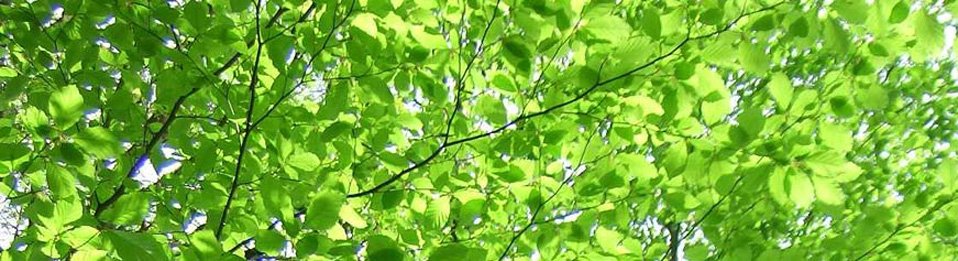 Eng - Lyng's historie